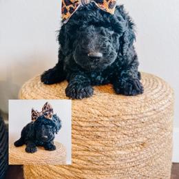 Monica - Black and white female Sheepadoodle puppy in Republic, Missouri from DOOD & Co