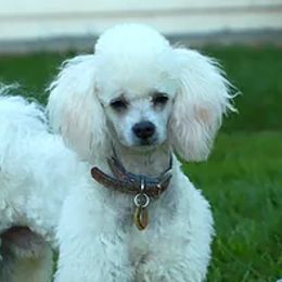 Aussiedoodles, Miniature Australian Shepherds, and Poodles from Woodwind Miniatures