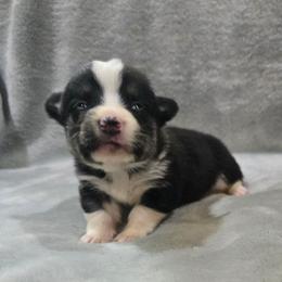 Brown Collar Male - Black and tan male Pembroke Welsh Corgi puppy in Tenino, Washington from LoneStar Corgis NW
