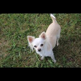 Sheba - Chihuahua