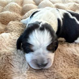Cartania - Tri-Roan female English Springer Spaniel puppy in Aberdeen, Idaho from vom King-Charles