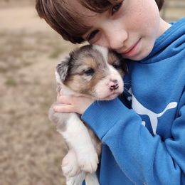 Border Collie Puppies from Bond Border Collies