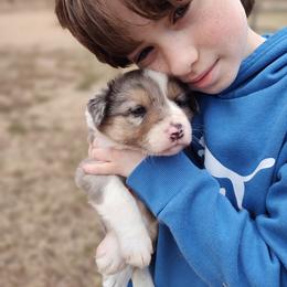 Border Collie Puppies from Bond Border Collies