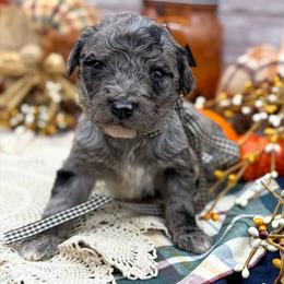 Smokey - Merle male Goldendoodle puppy in Lisbon, Ohio from Willow Lane Doodles