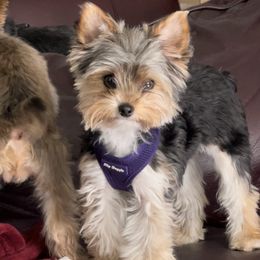 NaLa - Yorkshire Terrier
