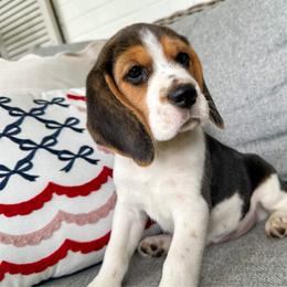 Baby girl 1 - Black white and tan female Beagle puppy in Monticello, Georgia from Beaglelove
