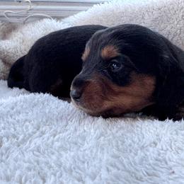 Batman - Black and tan male Dachshund puppy in Afton, Oklahoma from C5 Doodles