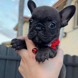 Nyx - Blue female French Bulldog puppy in Homestead, Florida from Haus of Pawz