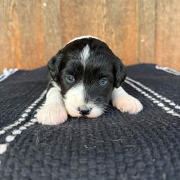 Sandy - Black tri-color female Aussiedoodle puppy in Eastland, Texas from H5 Mini Doodles