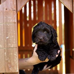 Yellow - Chocolate female Australian Labradoodle puppy in Williamstown, New York from Lewis Manor Labradoodles