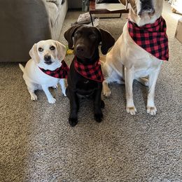 Labrador Retriever All Grown Up from Little River Labradors