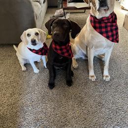 Labrador Retriever All Grown Up from Little River Labradors