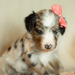 Aussiedoodles and Miniature Australian Shepherds from Blue Rain Aussies