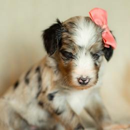 Aussiedoodles and Miniature Australian Shepherds from Blue Rain Aussies