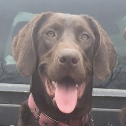 Pinny  - Labrador Retriever