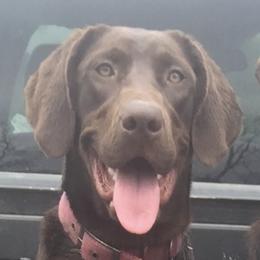 Pinny  - Labrador Retriever