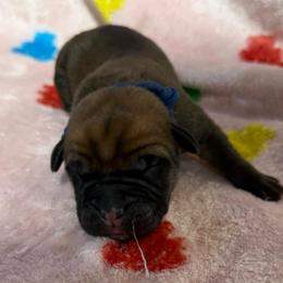 Navy Collar N - Fawn male Cane Corso puppy in Paris, Texas from Knucklehead Cane Corso