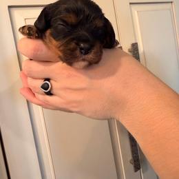 Male  Pup - Black and tan male Cavalier King Charles Spaniel puppy in Rockville, Maryland from Skais the Limit