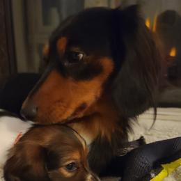 Bruno - Dachshund
