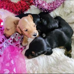 Dachshund Puppies from SchmooterBabies