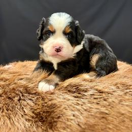 Peanut - Black rust and white male Bernese Mountain Dog puppy in Alabama from Dogwood Creek Bernese