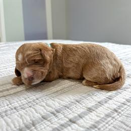 Sprinkles - Apricot female Australian Labradoodle puppy in Chelsea, Michigan from Michigan Labradoodles