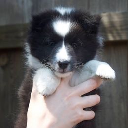 Shetland Sheepdog Puppies from Luxe Shetland Sheepdogs
