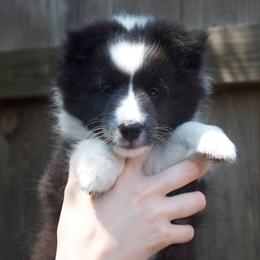 Shetland Sheepdog Puppies from Luxe Shetland Sheepdogs