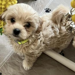 Assorted Doodle Crosses, Cotons de Tulear, Miniature Schnauzers, Poodles, and Schnoodles from A Bundle of Love