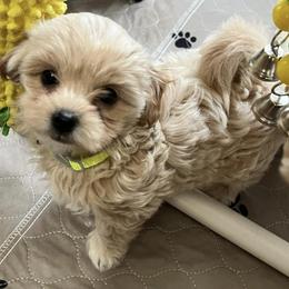 Assorted Doodle Crosses, Cotons de Tulear, Miniature Schnauzers, Poodles, and Schnoodles from A Bundle of Love