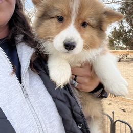 Pembroke Welsh Corgi Puppies from Desert Sunset Pembroke Welsh Corgis