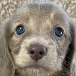 Dachshunds from Silverking Kennels
