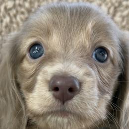 Dachshunds from Silverking Kennels