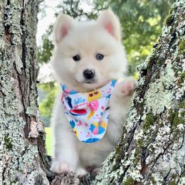 Bullseye - White male Pomsky puppy in Venus, Pennsylvania from Hemlock Pines Pomsky
