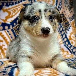 Gethseman - White and black male Pembroke Welsh Corgi puppy in New Port Richey, Florida from Spots and Sploots