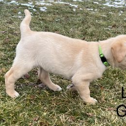 Labrador Retriever Puppies from Dutson Labs