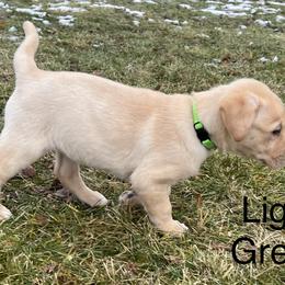 Labrador Retriever Puppies from Dutson Labs