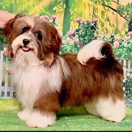 Gospel - Havanese