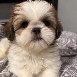 Lilly - Tricolor female Shih Tzu puppy in Gilbert, Arizona from 🌗 New Moon Shih Tzu 🌗