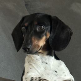 Dachshunds from 5T dachshunds