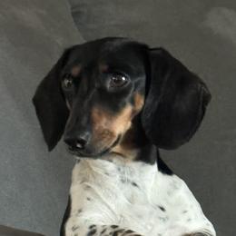 Dachshunds from 5T dachshunds