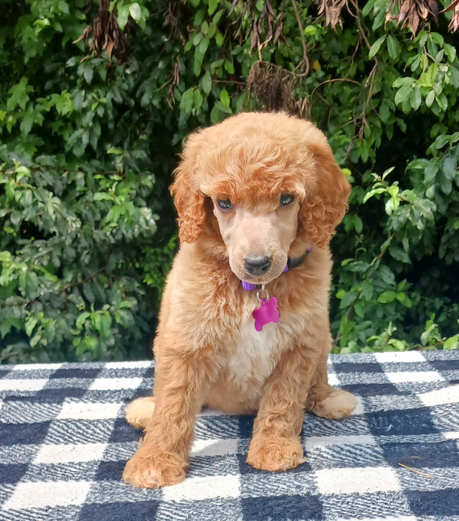Dalmatian and Poodle Puppies from Reeves Family Standards