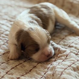 Gypsy - Blenheim female Cavalier King Charles Spaniel puppy in Temecula, California from McKenna Cavaliers in Southern California