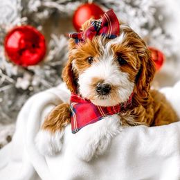 Union - Red Bernedoodle puppy in Springville, Utah from Happy Doodle