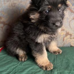 Green collar boy - Black and red male German Shepherd puppy in Coleta, Illinois from Four Leaf Farm- Vom Vierblättriges Bauernhof