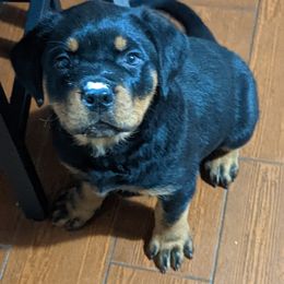 Rottweiler Puppies from Galaxia Rottweilers