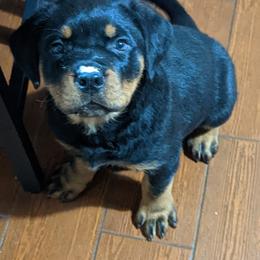 Rottweiler Puppies from Galaxia Rottweilers