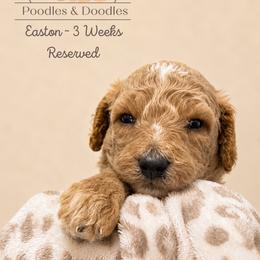 Easton - Apricot male Goldendoodle puppy in Lake Charles, Louisiana from Perfect Fit Poodles & Doodles