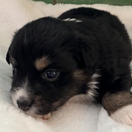 Valerie - Black tri female Miniature Australian Shepherd puppy in Godley, Texas from Nana and Paws Aussies