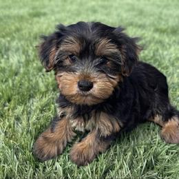 Fiona - Black and tan female Yorkshire Terrier puppy in Massachusetts from Cutie Yorkies